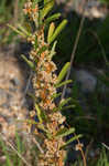 Field dodder